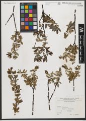 Foto von Salix L.